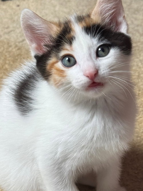 HONEY - American Shorthair available for adoption