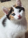 Honey - Photo 3