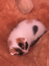 Honey - Photo 4