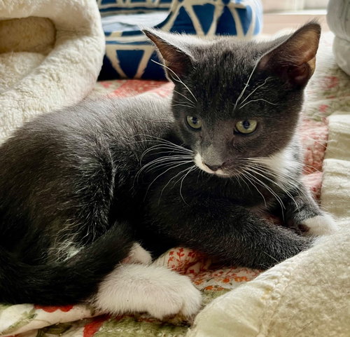 Axl, an adoptable American Shorthair in Hagaman, NY