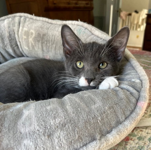 AXL - American Shorthair available for adoption