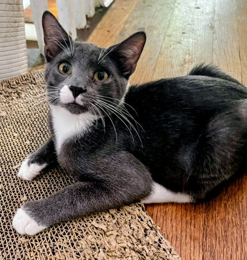 Axl, an adoptable American Shorthair in Hagaman, NY