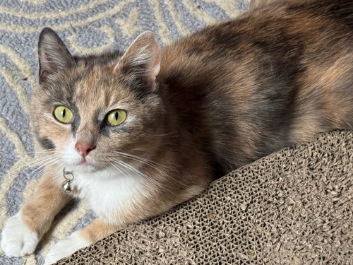 FIONA APPLE - Calico available for adoption