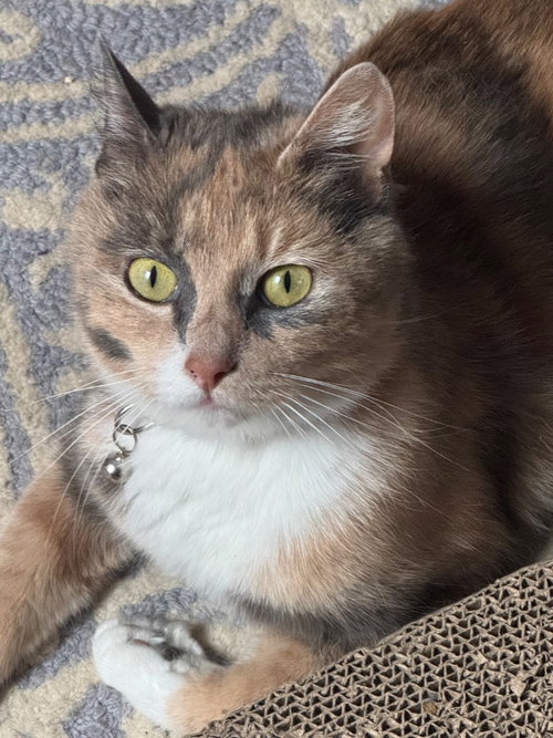 FIONA APPLE - Calico available for adoption