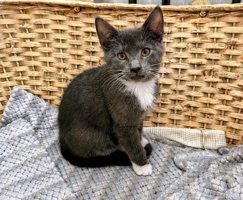 Tyler, Baby American Shorthair, cat for adoption in Troy, New York