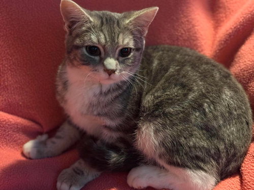 MOSS - American Shorthair for adoption in Albany