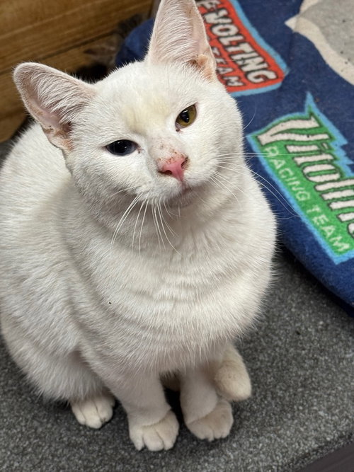 CHICO - American Shorthair available for adoption