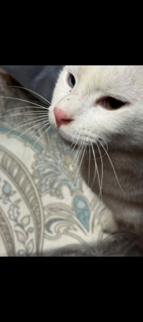CHICO - American Shorthair available for adoption