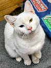 Chico - Photo 3
