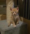 Stimpy - Photo 1