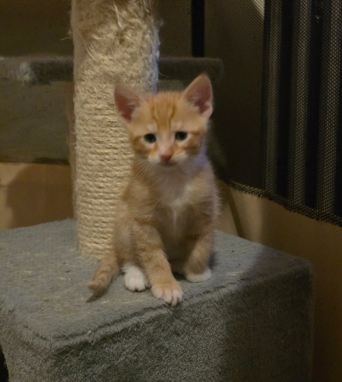 STIMPY - American Shorthair for adoption in Albany