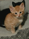 Stimpy - Photo 2