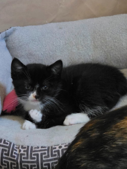 WREN - American Shorthair for adoption in Albany
