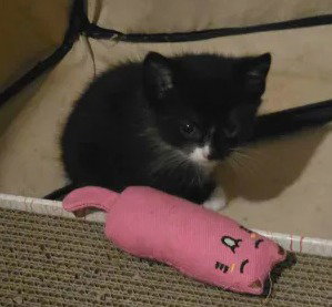 WREN - American Shorthair available for adoption
