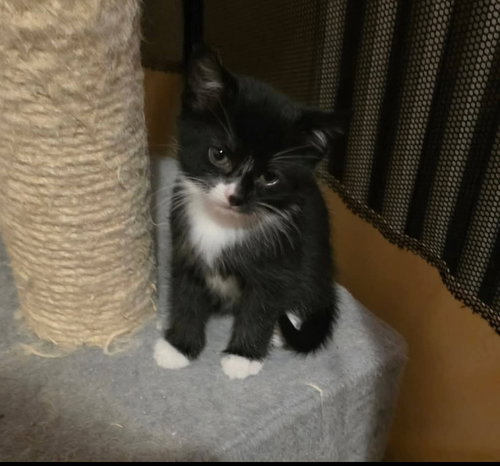 Wren, an adoptable American Shorthair in Hagaman, NY