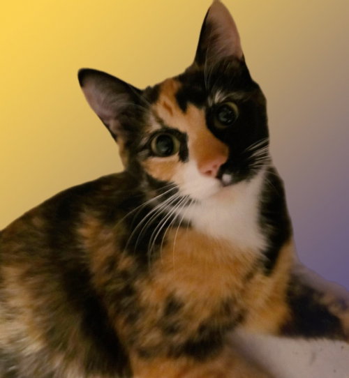 Precious, an adoptable American Shorthair in Hagaman, NY
