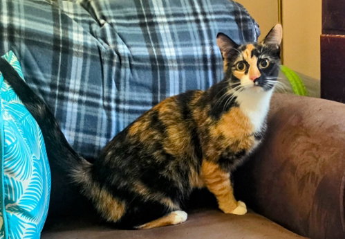 Precious, an adoptable American Shorthair in Hagaman, NY