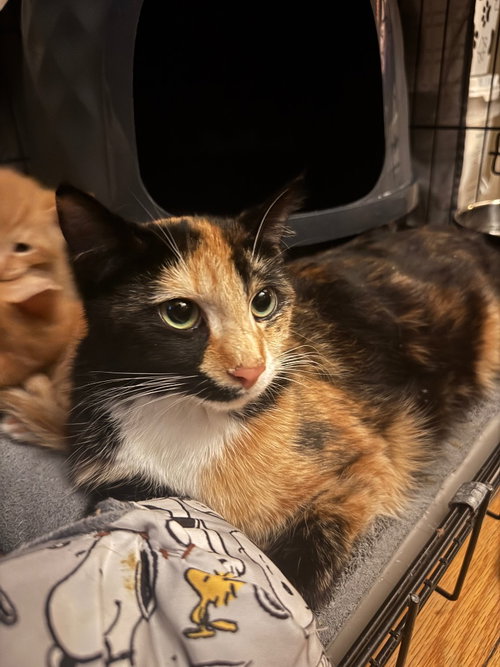 Arabella, an adoptable American Shorthair in Hagaman, NY