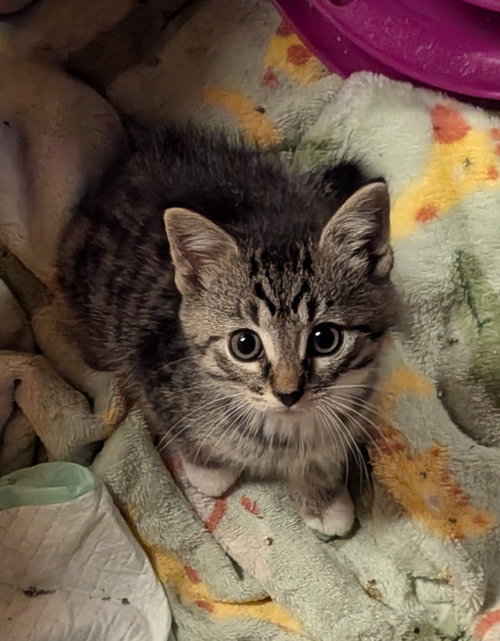 Mossimo, an adoptable American Shorthair in Hagaman, NY