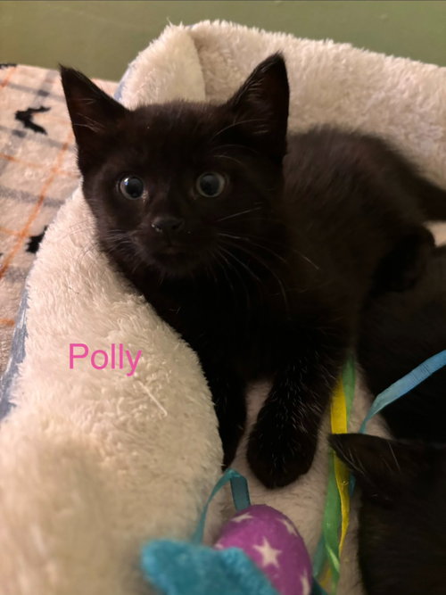 Polly