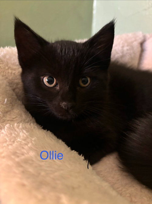 Ollie