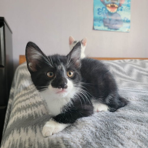 Luci