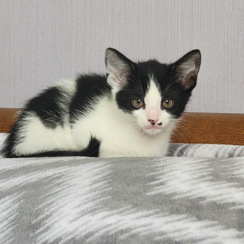 Julian