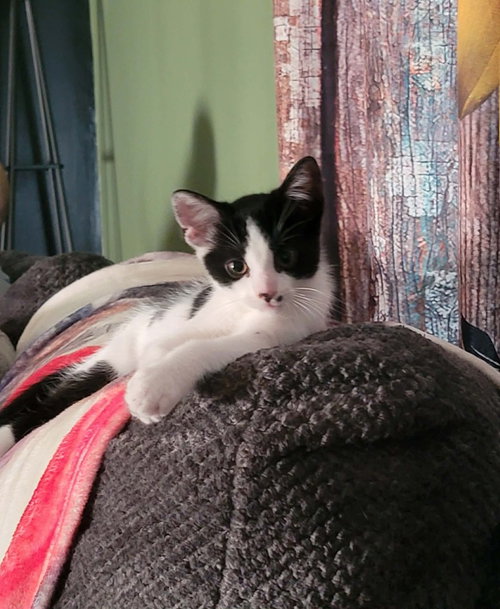 Julian, Baby American Shorthair, cat for adoption in Albany, New York