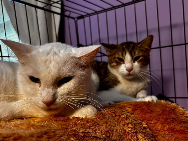 MAXON 2 Tiffany