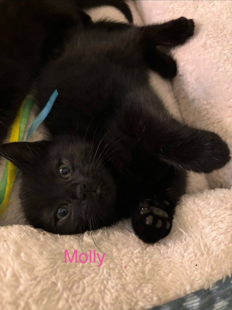 Molly