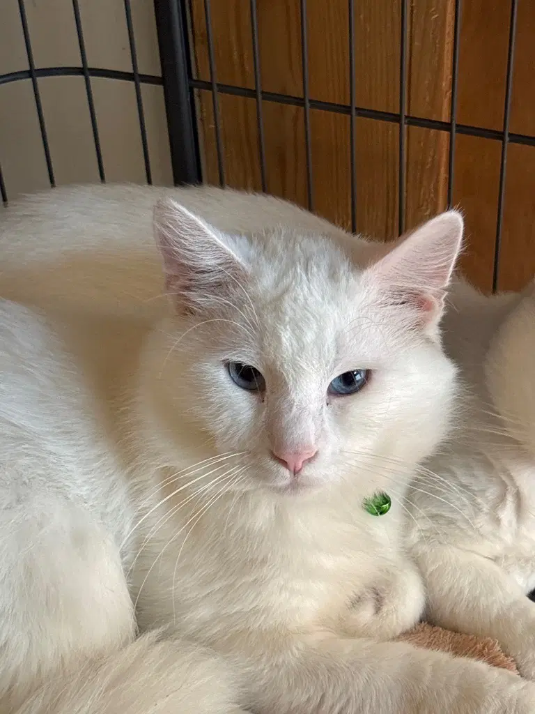 Maxon  Green - American Shorthair