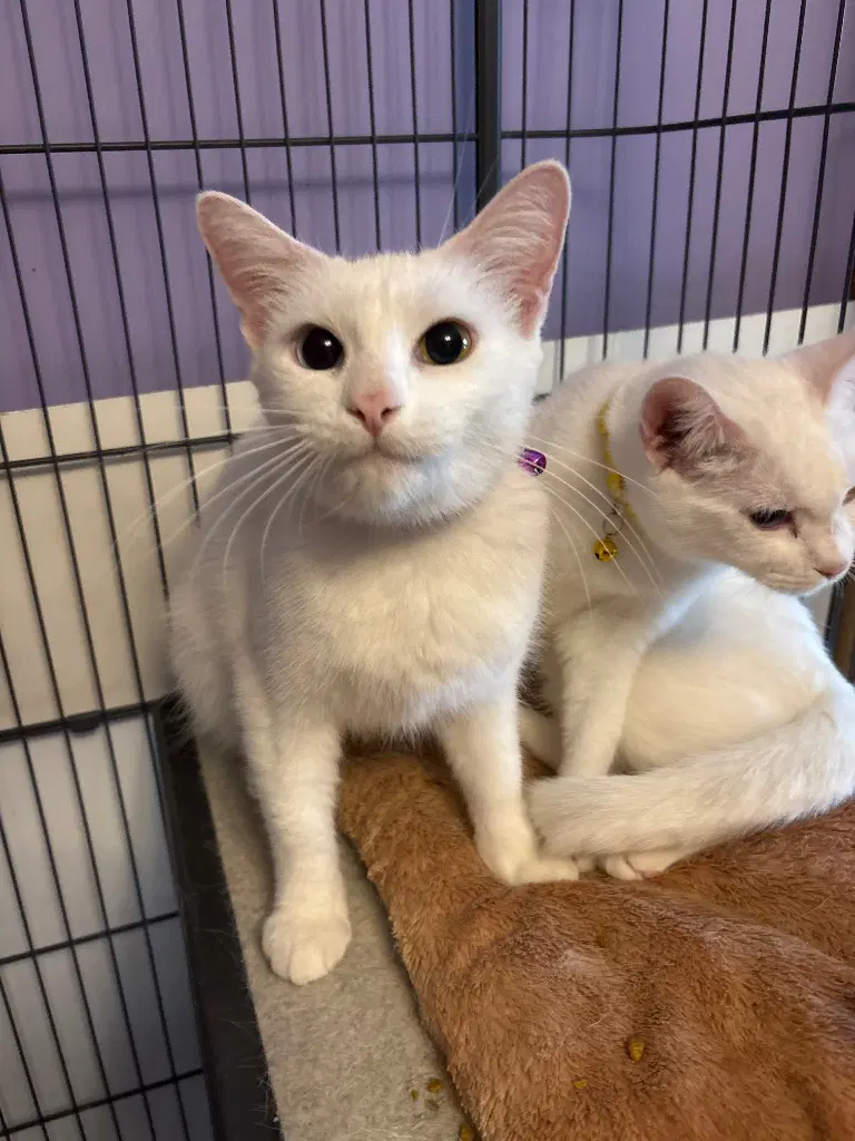 Maxon  Purple - American Shorthair