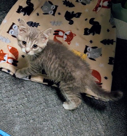 Columbia, Baby American Shorthair, cat for adoption in Hagaman, New York