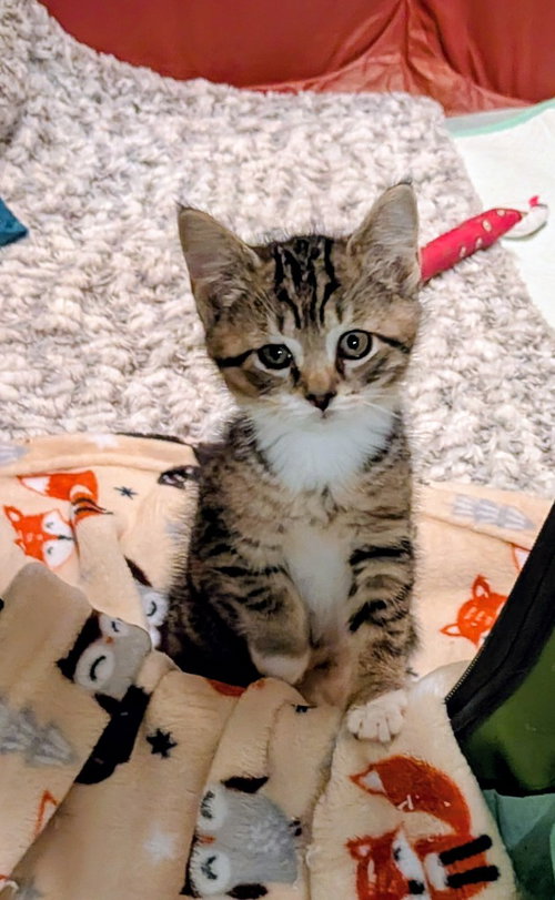 Cabela, Baby American Shorthair, cat for adoption in Hagaman, New York