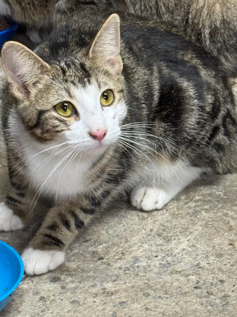 Nova Lee - Domestic Short Hair