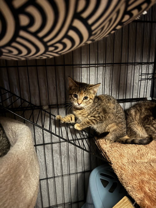Rain, an adoptable American Shorthair in Hagaman, NY
