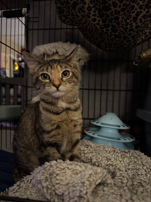 picture of the cat needing adoption