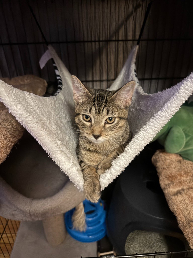Rocco, cat