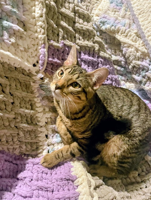Rocco, a cat for adoption from Amsterdam Kitten Adoption, Inc.