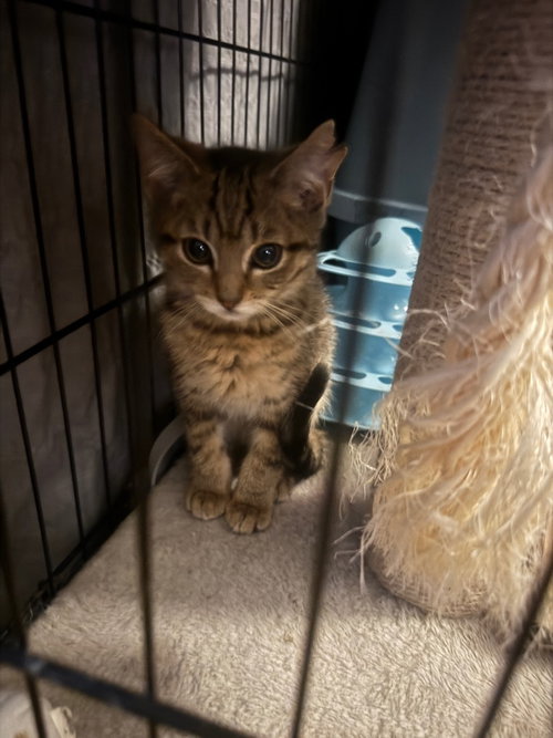 Ria, an adoptable American Shorthair in Hagaman, NY