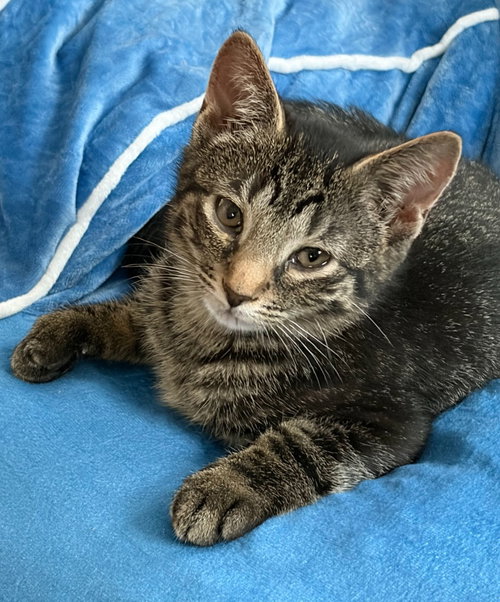 Rumi, an adoptable Domestic Short Hair in Hagaman, NY
