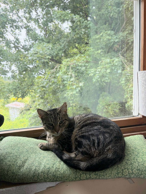 picture of the cat needing adoption