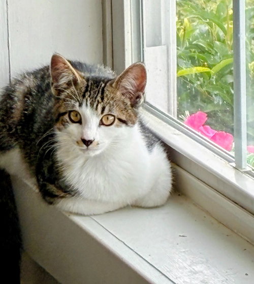 picture of the cat needing adoption