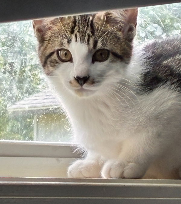 Felix