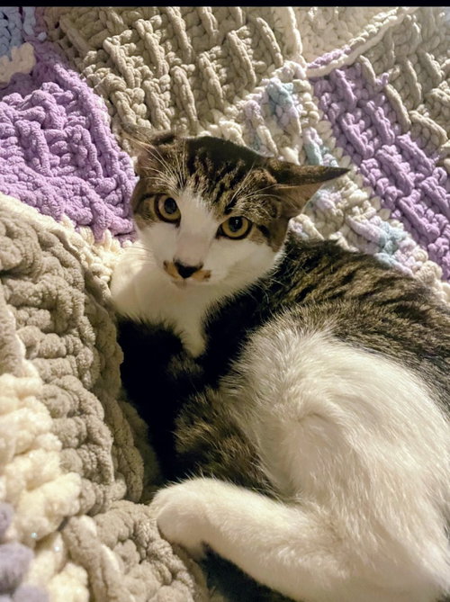 Photo 2 of Felix