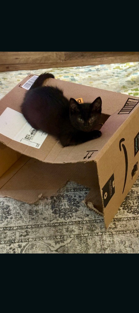 Pete, cat