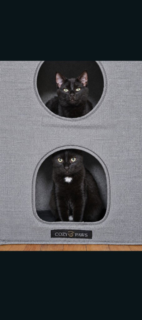 Pete, a cat for adoption from Amsterdam Kitten Adoption, Inc.