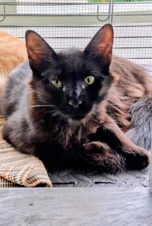picture of the cat needing adoption