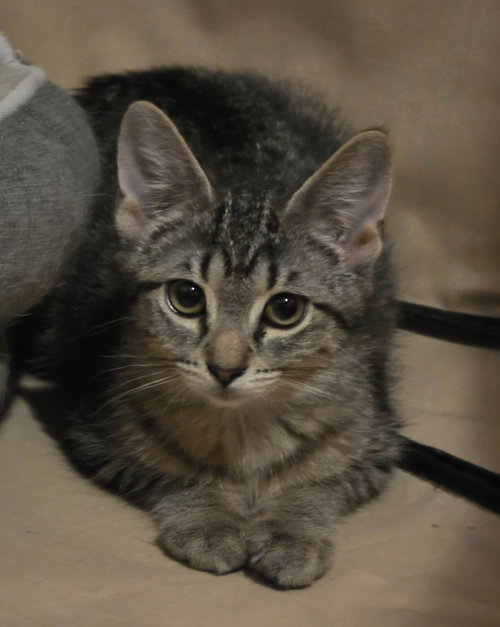 picture of the cat needing adoption