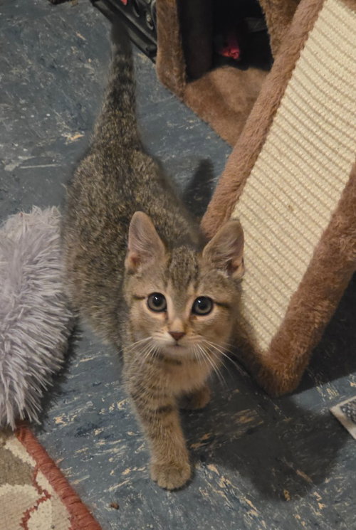 picture of the cat needing adoption